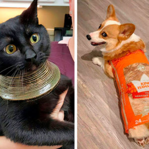 14 милашных животных, которые застряли
