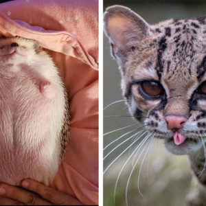 12 фото с самыми очаровательными животными: сплошное ми‑ми‑ми