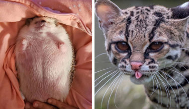 12 фото с самыми очаровательными животными: сплошное ми‑ми‑ми