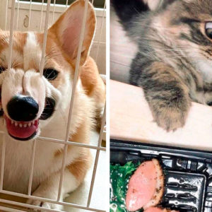 12 эксцентричных животных, которые развеселят даже самого угрюмого человека