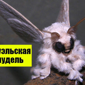 12 животных не от мира сего: в их существование сложно поверить
