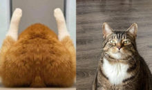 10 фото с котиками, которые демонстрируют их превосходство над людишками