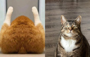 10 фото с котиками, которые демонстрируют их превосходство над людишками