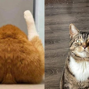 10 фото с котиками, которые демонстрируют их превосходство над людишками