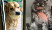11 пушистых воришек, которых застукали за поеданием вкусняшек