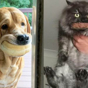 11 пушистых воришек, которых застукали за поеданием вкусняшек
