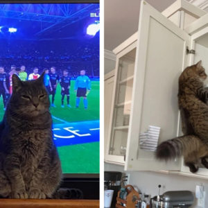 12 наглых кошек, которые слишком много о себе возомнили