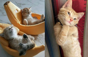 12 самых очаровательных котеек, которые украдут ваше сердечко
