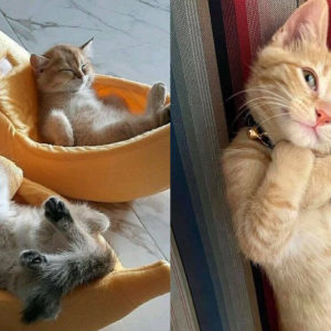 12 самых очаровательных котеек, которые украдут ваше сердечко