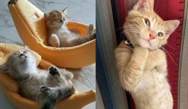 12 самых очаровательных котеек, которые украдут ваше сердечко