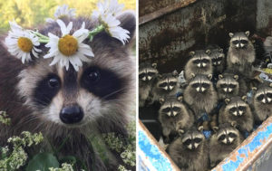Чудо-зверьки: 11 фотографий с енотиками, которые объясняют всемирную любовь к ним