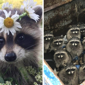 Чудо‑зверьки: 11 фотографий с енотиками, которые объясняют всемирную любовь к ним