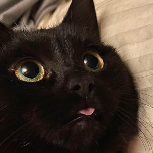 Говорят, не повезет: 11 черных кошек, которые стирают предрассудки
