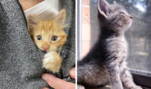 Просто умилительно: 11 прелестных котят, глядя на которых теплеет на душе
