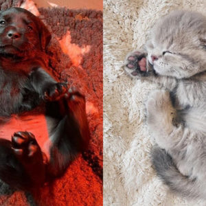 11 пушистых крохотуль, которые “ути‑пути какие хорошенькие”