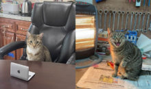12 котиков‑трудяг, которые не знают, что такое отдых
