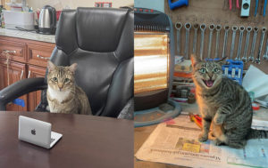 12 котиков-трудяг, которые не знают, что такое отдых