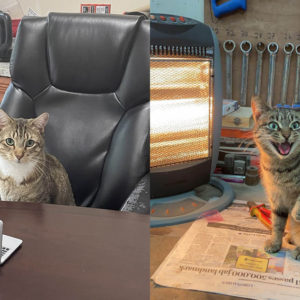 12 котиков‑трудяг, которые не знают, что такое отдых