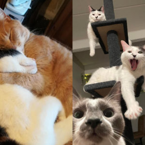 Кошачья любовь: 10 доказательств, что котики – не одиночки