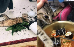 Котяки-шкодяки: 10 пушистых сорванцов без тормозов