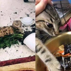 Котяки‑шкодяки: 10 пушистых сорванцов без тормозов
