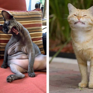 10 нефотогеничных котов, которые ломают стереотипы о кошках‑милашках