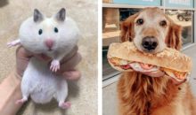 10 пушистых преступников, которые ни о чем не жалеют