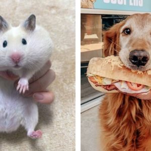 10 пушистых преступников, которые ни о чем не жалеют