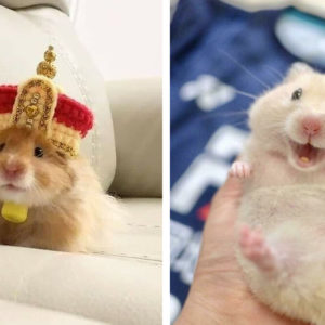 11 забавных хомячков, которые поднимут настроение