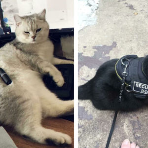 12 котиков‑трудяг, которые никогда не скажут “У меня же лапки”
