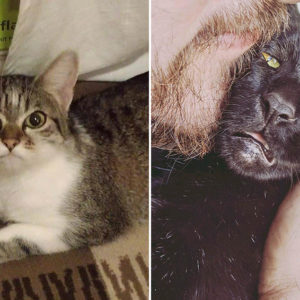12 котов с выразительной «мордой лица»: вот это мимимка!