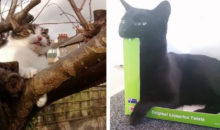 11 кошек, которые вообще‑то милашки, но только не на фото