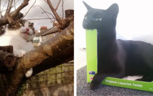 11 кошек, которые вообще-то милашки, но только не на фото