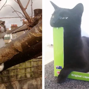 11 кошек, которые вообще‑то милашки, но только не на фото