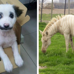 11 зверушек, которых природа наградила удивительным окрасом
