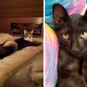 11 харизматичных котеек, от которых глаз отвести невозможно