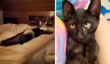 11 харизматичных котеек, от которых глаз отвести невозможно