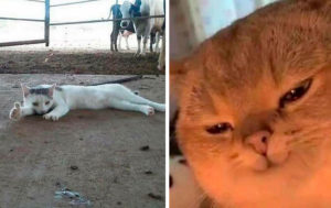Кошачий переполох: 15 питомцев, у которых своя атмосфера