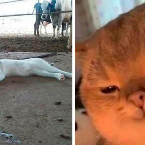 Кошачий переполох: 15 питомцев, у которых своя атмосфера