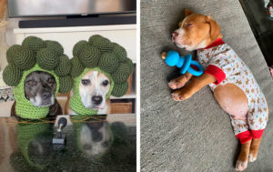 Модный приговор: 12 пушистиков, которые уж очень стильно выглядят