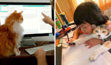 11 пушистых трудяжек, которые не знают ни сна, ни отдыха, все о работе беспокоятся