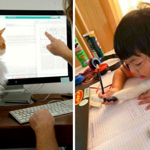 11 пушистых трудяжек, которые не знают ни сна, ни отдыха, все о работе беспокоятся