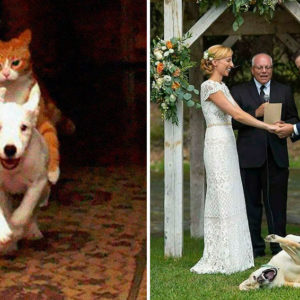 12 смешных фотографий с животными, которые сделают ваш день