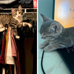 Хулиганье: 12 котиков, которые что хотят, то и творят