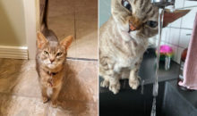 Маленький комочек зла: 12 кошек, с которыми лучше не шутить