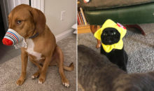 Не дадут грустить: 12 пушистиков, для которых веселье – это стиль жизни