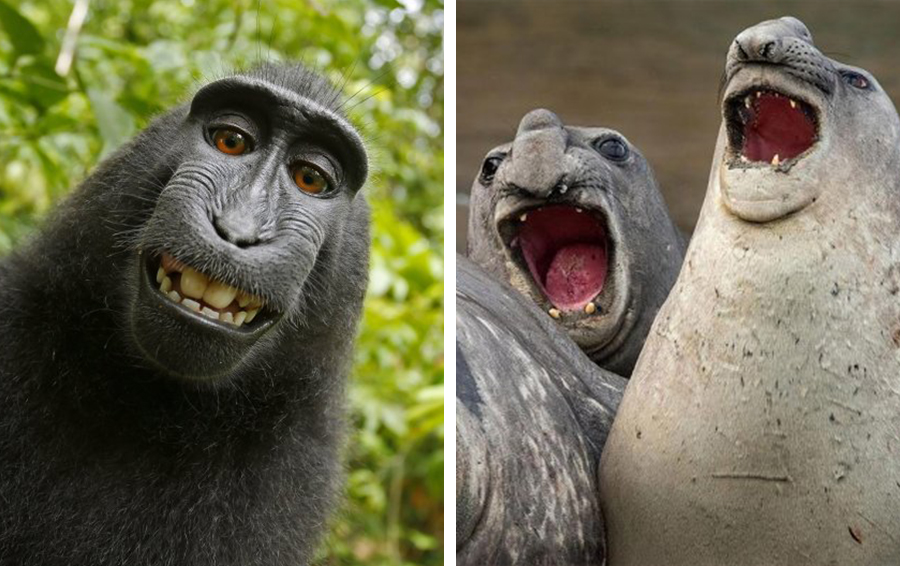 12 фотографий с животными которые доказывают, что они совсем как мы