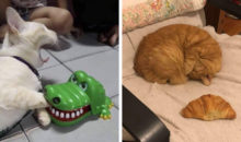 12 настолько классных фотографий с котиками, что люди не удержались и поделились ими