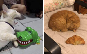 12 настолько классных фотографий с котиками, что люди не удержались и поделились ими