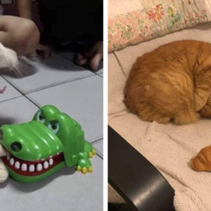 12 настолько классных фотографий с котиками, что люди не удержались и поделились ими